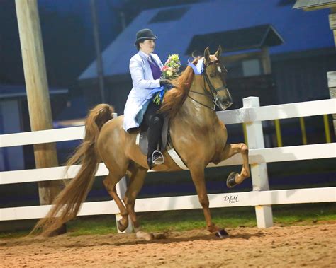 Twin State American Saddlebred Association