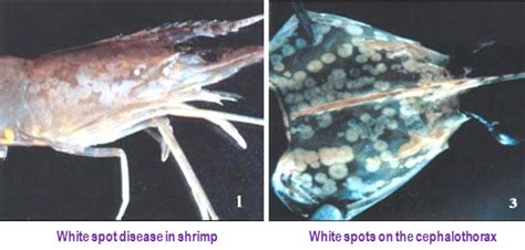 Fisheries :: Shrimp Culture