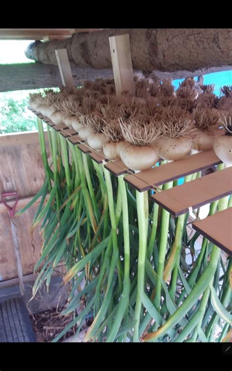 Best 13 Growing Walla Walla Onions: A Step-By-Step Guide – Artofit