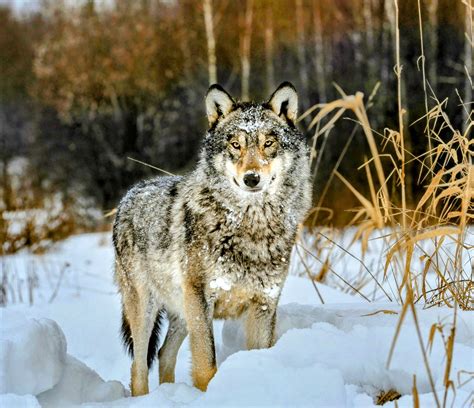 Chernobyl Mutations Animals Genetic Differences In Dogs Of Chernobyl: