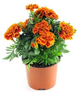 WoFLoo Live Marigold Flower Plant With 1 Healthy Live Plant : Amazon.in ...