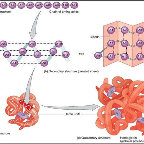 Image result for Protein Structure Types