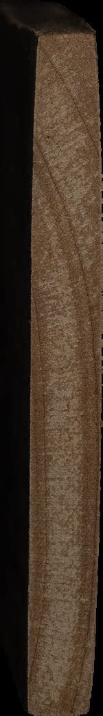 Acer negundo [HD image] | KFRI Xylarium