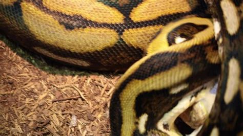 Reticulated Python Eating Rabbit 的图像结果