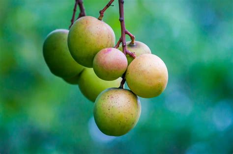 Creative Farmer Mango Baramasi, Aam Baramasi, Punasa Grafted (Pack Of 2 ...