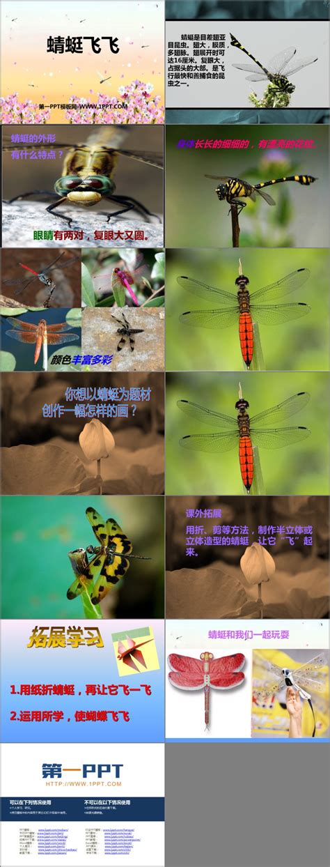 人教版唱歌 小蜻蜓优秀课件ppt-教习网|课件下载