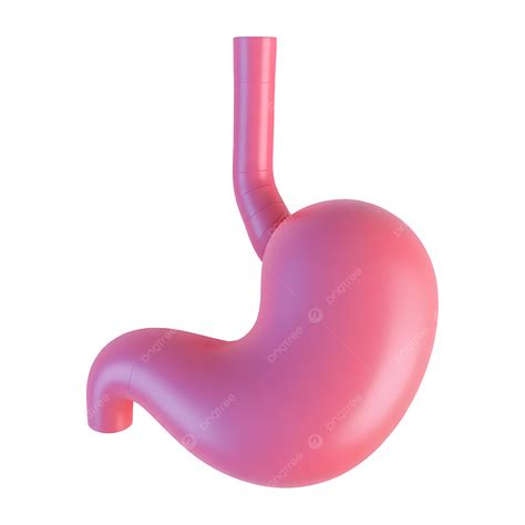 3d Anatomical Model Of A Human Stomach For Digestion System, Human Stomach, Digestion ...