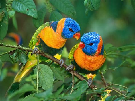 Birds Wallpaper Free Download | High Definition Wallpapers, High Definition Backgrounds
