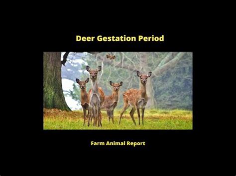Secrets of the Fawn: A Guide to a Deer's Gestation Period