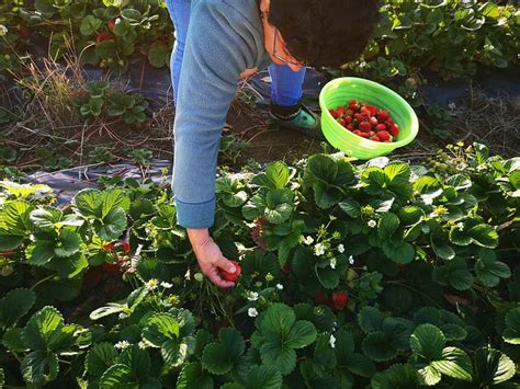 ECO HOSPEDAJE PINGUINERAS (Ancud, Isla Chiloe) - B&B Reviews & Photos ...