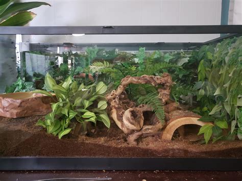 Cool Ball Python Setups 的图像结果