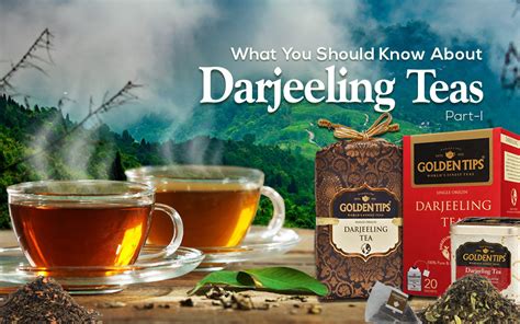 What You Should Know About Darjeeling Teas – Golden Tips Tea (India)