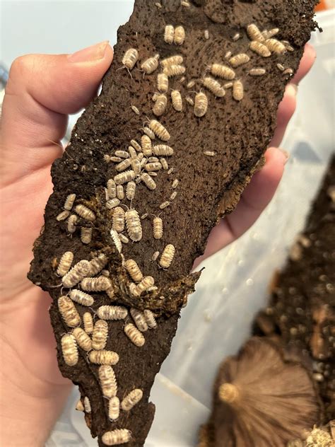 Send pics of your biggest colony (pruinosus doesn’t count XD) : r/isopods