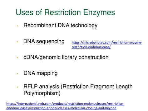 Image result for Restriction Enzymes Function