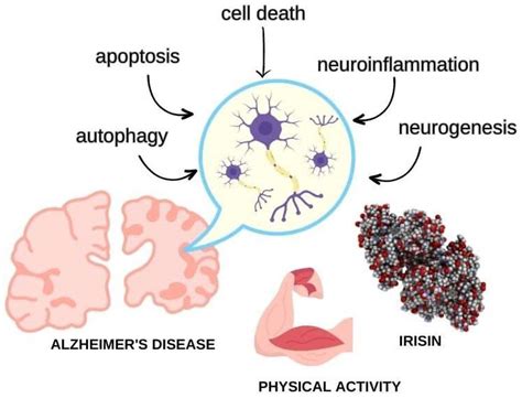 Move Your Body toward Healthy Aging: Potential Neuroprotective ...