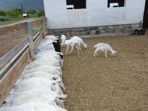 Cabras de Cafayate - 2022 What to Know Before You Go (with Photos ...
