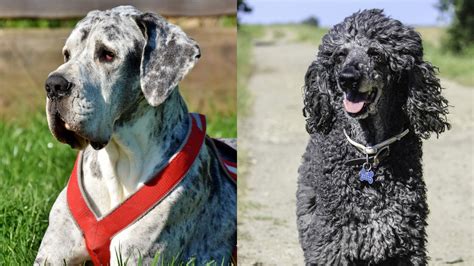 Great Danoodle: Great Dane Poodle Mix