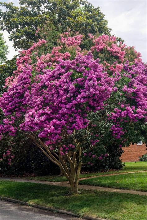 Crepe Myrtle Colors