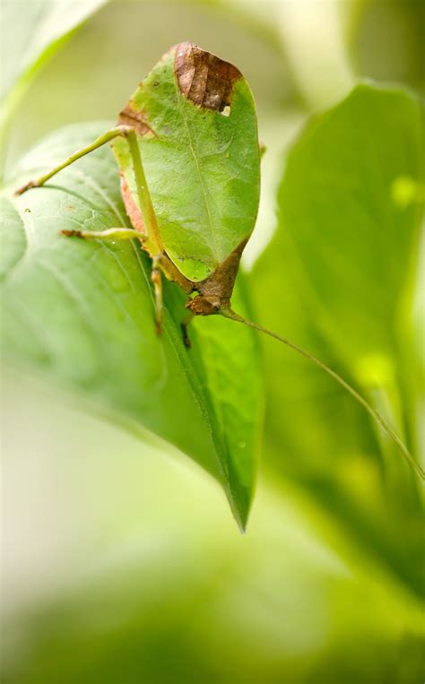 20+ Camouflage Animals That You Have to See to Believe