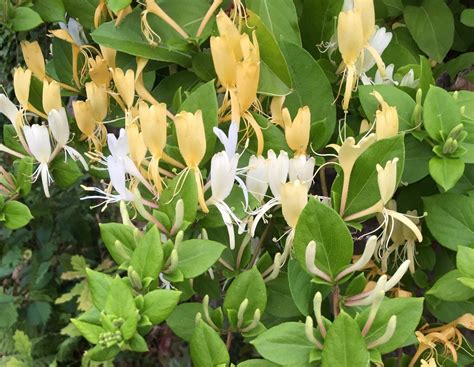 The Beauty And Benefits Of Evergreen Climbing Plants For Your Garden