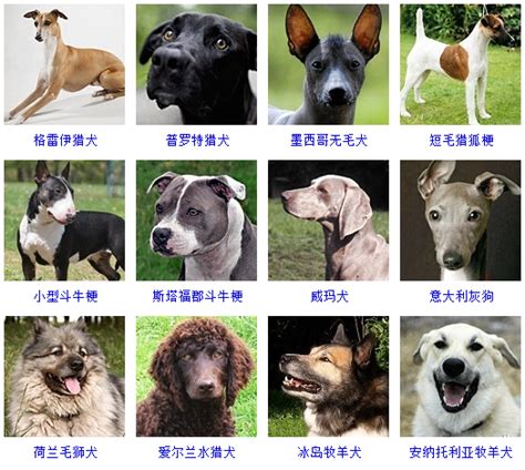 常见的27种狗狗的品类，什么样的狗更适合你？ - 知乎