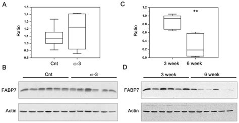 Long-Term Effect of Docosahexaenoic Acid Feeding on Lipid Composition ...
