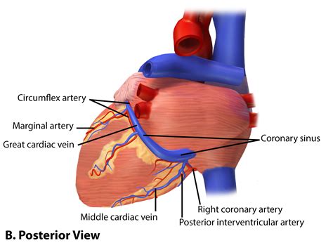Circumflex Artery Is Part Of