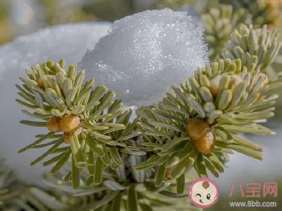 下雪文案短句温柔 下雪天配的朋友圈文案_雪花