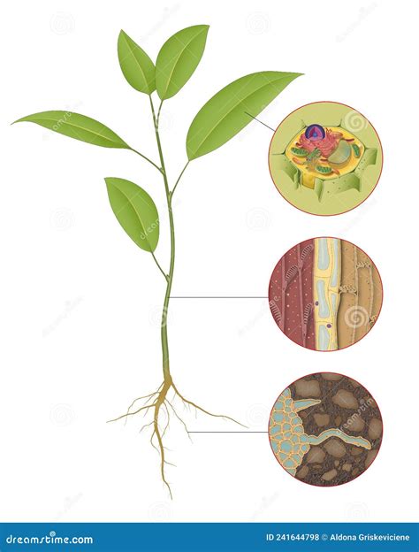 Cross Section of a Vascular Bundle in the Stem Showing Food-conducting ...