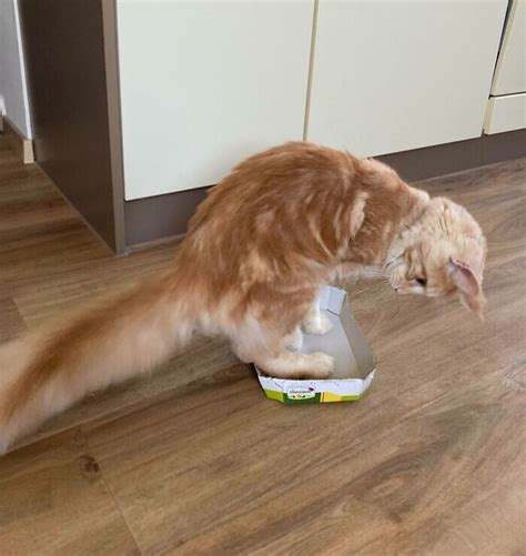 Free Cat Traps 的图像结果