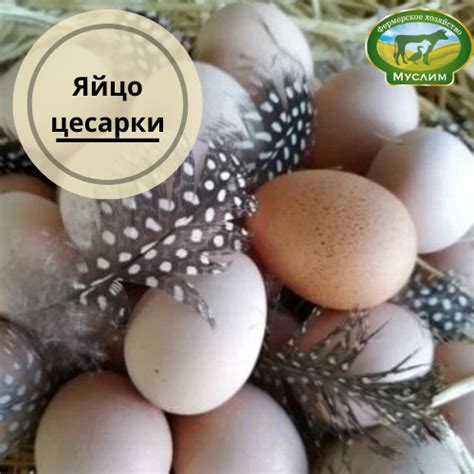 Яйцо цесарки | Магазин Халяль