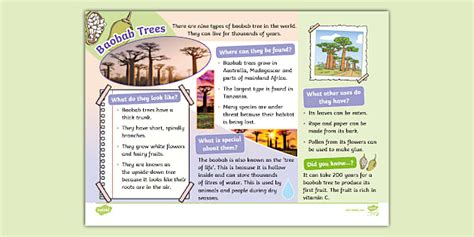Baobab Tree Fact File - Twinkl - KS1