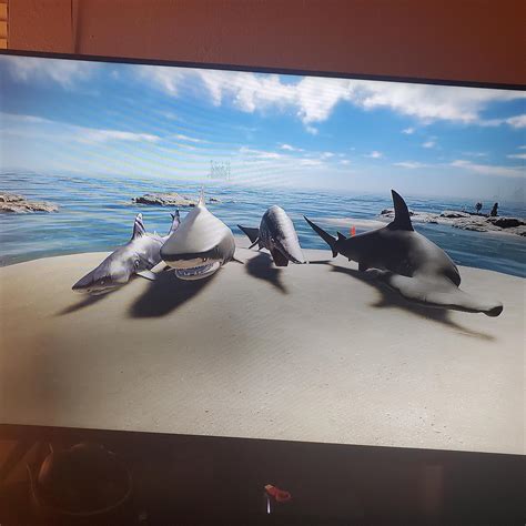 Have the sharks become more aggressive? I've had 4 four sharks attack and drag me almost ...