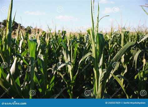 Green Field of Young Corn Under the Sunlight Stock Image - Image of ...