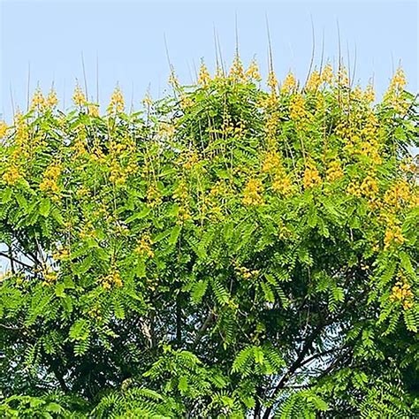 QAUZUYGARDEN Egyptian Senna Alexandrina Seeds East Indian Senna India ...