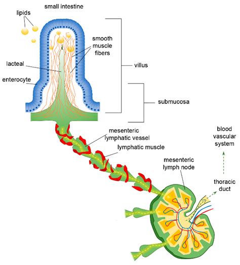 Interplay between Gut Lymphatic Vessels and Microbiota