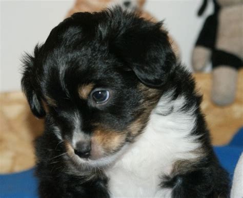 MINI Australian Shepherd in Berlin | Tiere | Kleinanzeigen