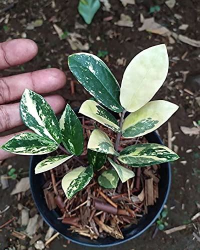 SHOP-SPEND-REPEAT Variegated ZZ ZAMIOCULCAS ZAMIFOLIA Plant Feng Shui ...