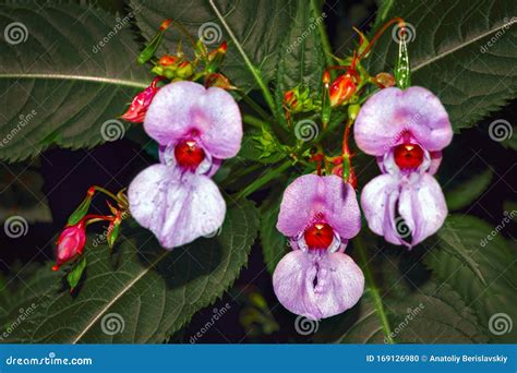 Closeup of Pink Snapdragon Flowers Antirrhinum Majus Stock Photo ...