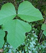 Image result for Kudzu Plant Leaves
