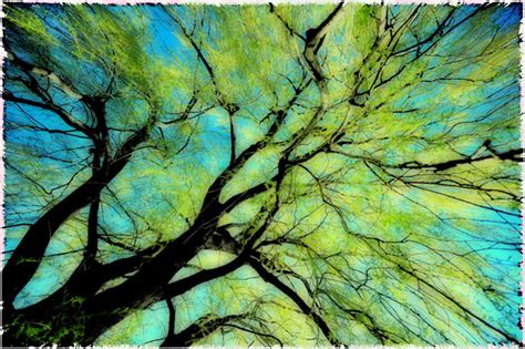 The Tree Canopy by Paulparent.Org | Buy Posters, Frames, Canvas ...