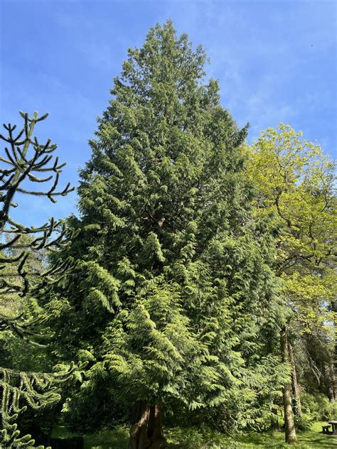 Entire Western Red Cedar Tree The Western Red Cedar Tree A Guide To