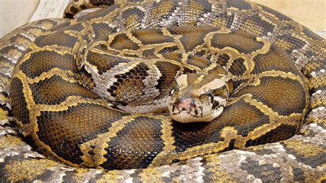Image result for Indonesian Python 23Ft