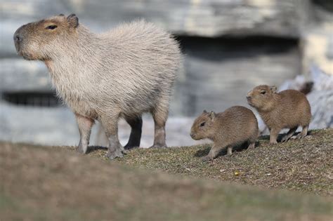 What's the cutest animal native to your country? : r/asklatinamerica
