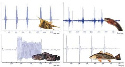Image result for How Do Fish Sound
