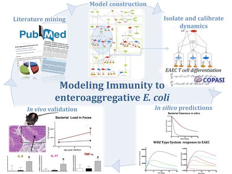 Enteroaggregative E Coli