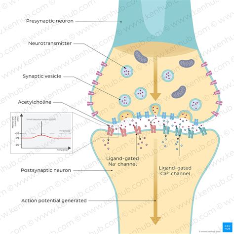 Postsynaptic potentials: EPSPs and IPSPs | Kenhub