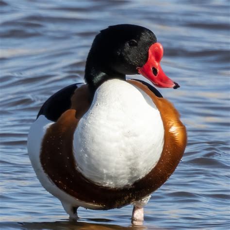 26 Types of DUCKS That Live in Italy! (2026) - Bird Watching HQ