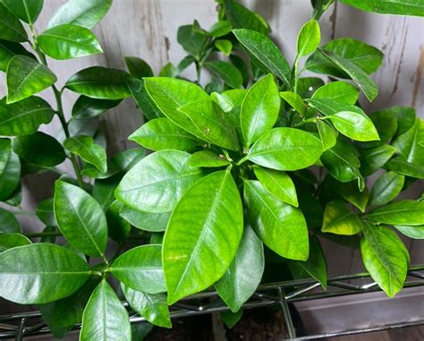 Image result for Alien Bug in Orange Tree