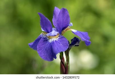 Beautiful Iris Barbata Lady Flower Against Stock Photo 32167801 ...